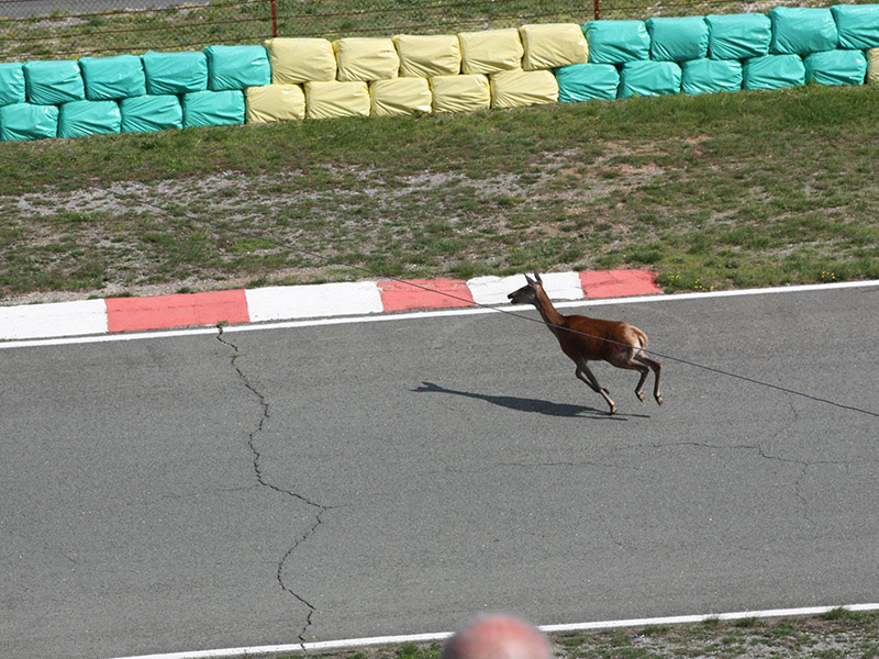 srna na Motohappeningu